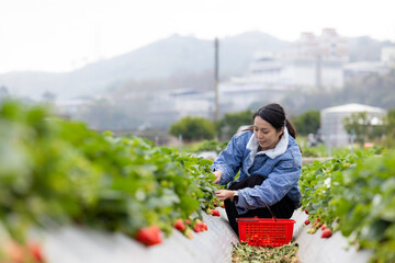 Woman go strawberry field to pick a strawberry in Miaoli of Taiwan