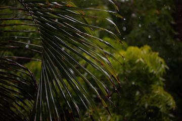 Wet palm leaves in the rain