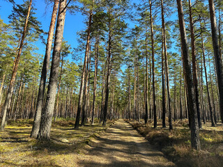 road in the forest. Driven forest road for cars between beautiful pine trees under a blue sky.
