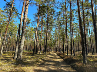 road in the forest. Driven forest road for cars between beautiful pine trees under a blue sky.