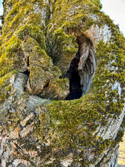 Close-up of a hollow of a broken tree branch overgrown with fresh green moss under a blue sky.Close-up of a hollow hollow of a broken tree branch overgrown with fresh green moss under a blue sky.