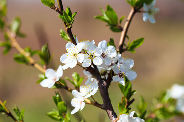 Blossom tree over nature background. spring flowers. spring background. Blurred concept. Natural background.