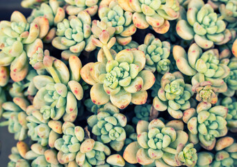 Miniature succulent plants (succulent cactus) at the garden