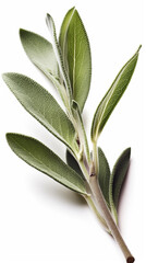 A sprig of sage on a white background