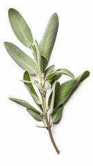 A sprig of sage on a white background