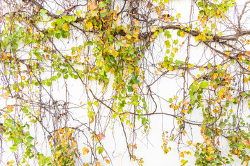 Ivy covered fence white background