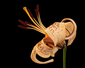 Big yellow flower of brindle lily, isolated on black background