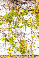 Obraz na płótnie Canvas Ivy covered fence white background