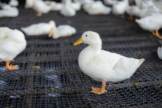 Group of white ducks in the farm