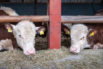 young hereford bulls in half open stable