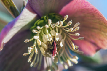 Christmas Rose Helleborus blossoms in early spring. Close up. Beautiful winter-flowering plant.