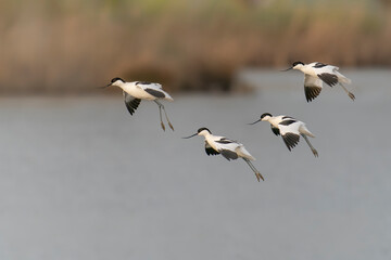 Four Beautiful Pied avocet   (Recurvirostra avosetta) in flight above the water. Gelderland in the Netherlands.            