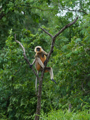 Gray langur on a tree. A high point to see predators and see any incoming danger.