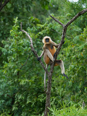 Gray langur on a tree. A high point to see predators and see any incoming danger.