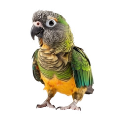Fototapeta premium parrot isolated on a transparent background, generative ai