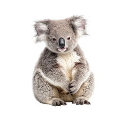 Fototapeta premium koala isolated on a transparent background, generative ai