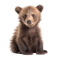 Fototapeta premium brown bear cub