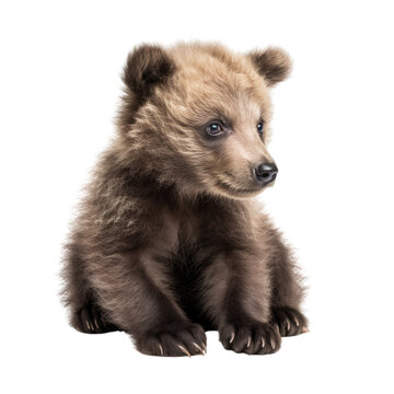 baby bear isolated on a transparent background, generative ai