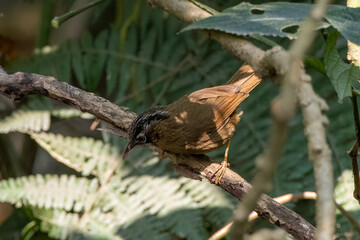 Grey-throated babbler or Stachyris nigriceps observed in Latpanchar in West Bengal, India