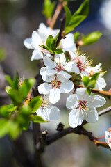 Blossom tree over nature background. spring flowers. spring background. Blurred concept. Natural background.