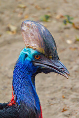 Southern Cassowary portrait. Also known as double-wattled cassowary (Casuarius casuarius). It is a big flightless bird that has a keratinous casque. Considered the world's most dangerous bird. © Victor