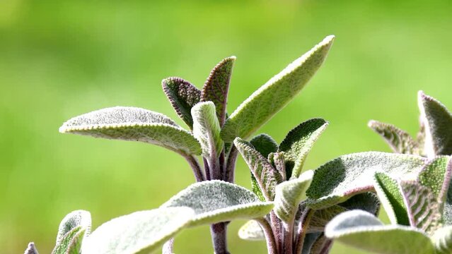 sage medicinal herb with leaves