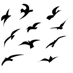 Flying Bird Silhouette 