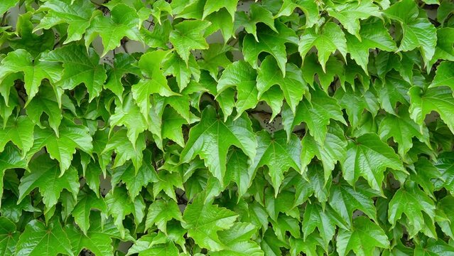 Background with space for green nature text.House with natural green walls of plants. Green leaves of wild grapes. 