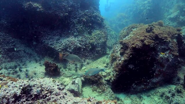 Under water film - Sail Rock island - Thailand - Tropical Snapper fish swims over corals and camera pans left with the fish