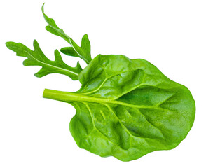Spinach leaf Wirth ruccola  isolated on white background. Salad Collection  top view, flat lay. Creative layout.