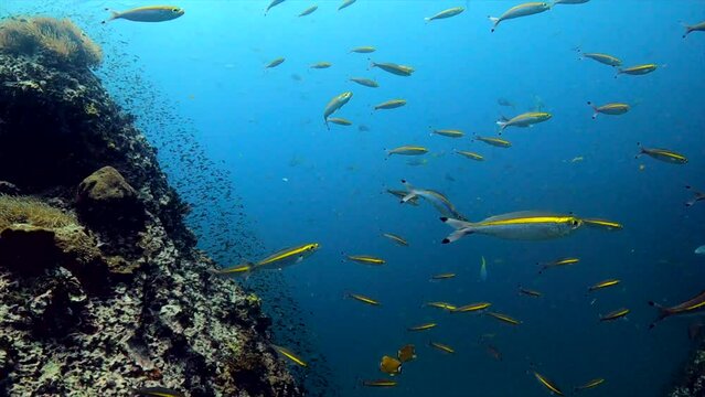 Under water film - Sail Rock island - Thailand - Yellow back fusiliers in large numbers swims in front of the camera - flanked by a steep coral rock formation