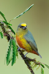 Olive-backed Euphonia