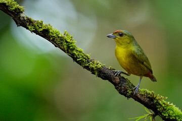 Olive-backed Euphonia