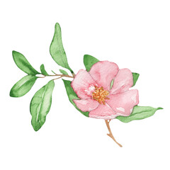 Naklejka na ściany i meble Rose wild flower. Watercolor hand-drawn painting illustration isolated on white background.