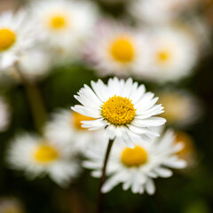 Obraz na płótnie Canvas Closeup of a daisy ion a spring day