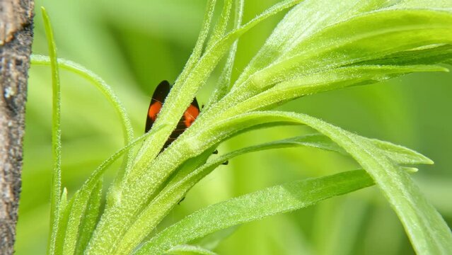 Red-black jumping insect Froghopper (Cercopis Vulnerata) on an tarragon plant. Garden pest Leafhopper on green herbs close-up sucking plant juices, secreting, moves, jumps