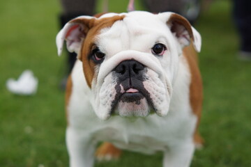 Grumpy expression wrinkled bulldog