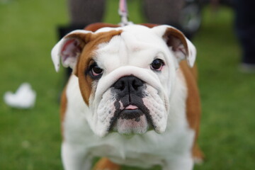 Grumpy expression wrinkled bulldog