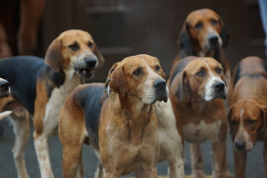 Fox hounds