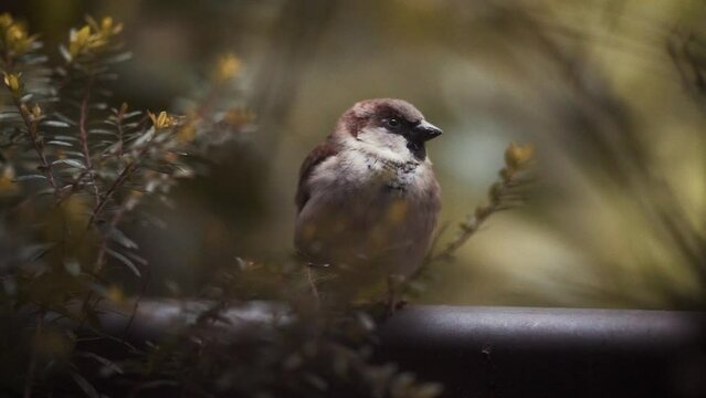 P&aacute;jaro pardal posando tranquilo