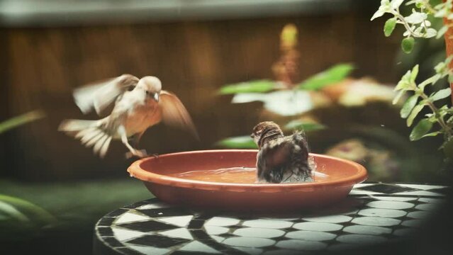 P&aacute;jaros pardales ba&ntilde;&aacute;ndose en un plato 