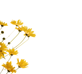 Yellow flowers isolated, png format. Design element
