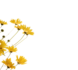 Foto op Plexiglas Yellow flowers isolated, png format. Design element © Katerina Schneider