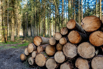 Gestapelte und markierte Baumstämme nach Abholzung im Wald