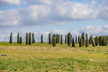 Dutch meadow with growing cypress trees against blue sky covered with clouds, agricultural land with large esplanade with green grass and small elongated trees, sunny day in South Limburg, Netherlands