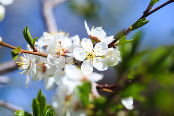 Blossom tree over nature background. spring flowers. spring background. Blurred concept. Natural background.