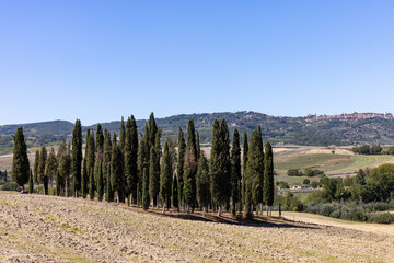 Fototapeta premium Iconic group of cypress trees in a field, near San Quirico, Tuscany, Italy