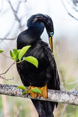 An anhinga or 