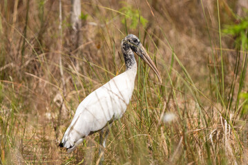 A wood stork amongst the grasses of the Everglades National Park wetlands