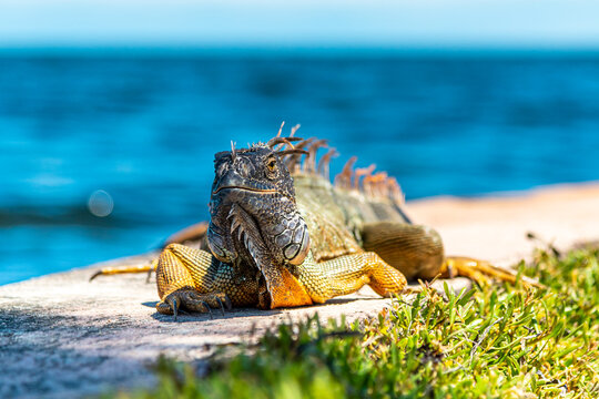 An iguana with a missing foot sits on a wall by the ocean in South Florida soaking up the midday sun.